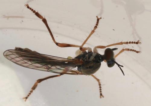 Réf. 324 248 : Dioctria flavipennis